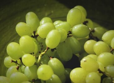 Consumer demand for table grapes is growing significantly