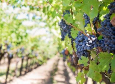 István Nagy: We protect the vineyards!