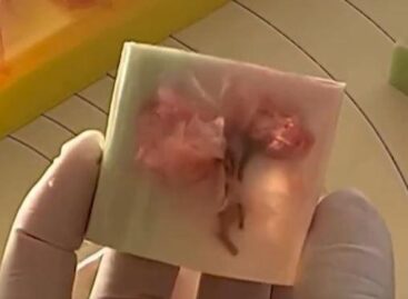 (HU) Valószínűleg a létező egszebb japán édesség – A nap videója