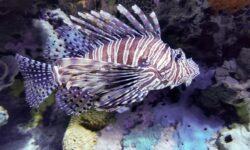 ELTE: a zebrahal és a paradicsomhal együtt segíthet feltárni az agy működését