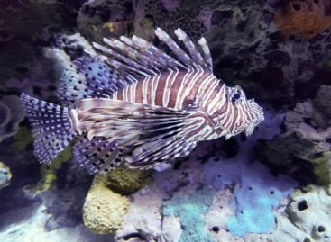 ELTE: zebrafish and tomato fish together can help reveal brain function