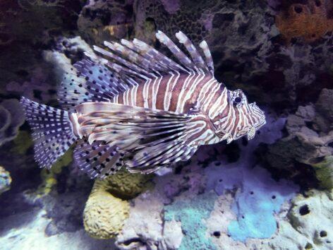 ELTE: zebrafish and tomato fish together can help reveal brain function