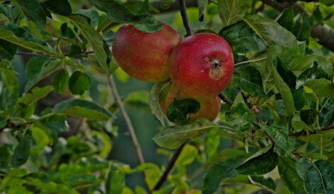 Gala apples are cheaper than a year ago