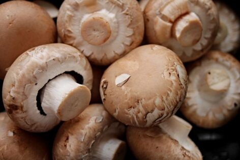 Developments in the mushroom sector are coming to fruition