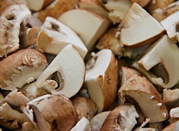 A new Hungarian development utilizes mushroom production waste