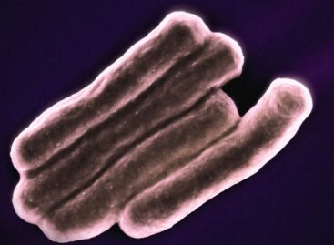 Belgiumban többen meghaltak toxint termelő E. coli baktérium okozta fertőzés következtében