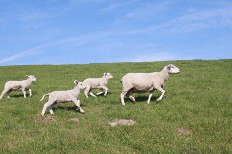 AM: demand for high-quality Hungarian lamb is growing abroad