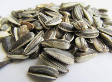 Sunflower seed prices continue to rise