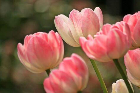 AM: the Ministry of Agriculture supports ornamental gardeners with several application opportunities