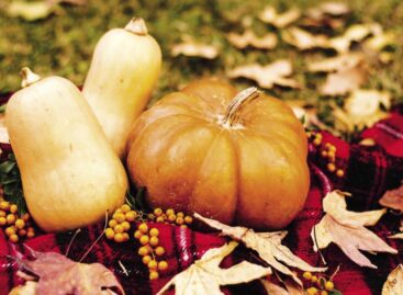 Stable prices, big harvest – the pumpkin season is on