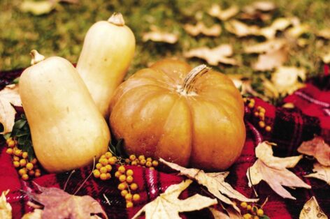 Stable prices, big harvest – the pumpkin season is on