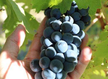 Agrometeorology: mostly dry, summery warm, sunny weather helps the harvest