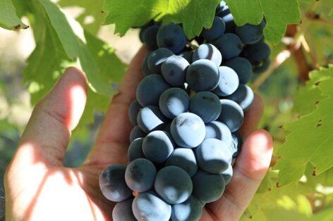 Agrometeorology: mostly dry, summery warm, sunny weather helps the harvest