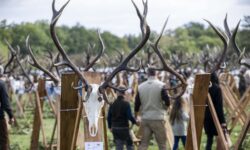 Hungarian wildlife management is at the forefront of the world