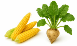 NAK: average yield of corn and sugar beet decreased due to drought in Tolna County