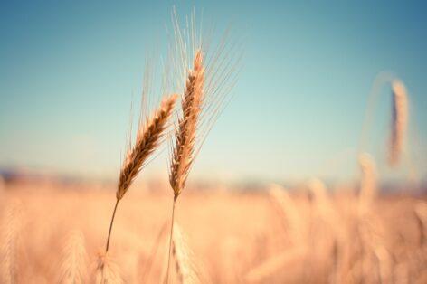 The cereal season is in full swing: farmers can expect a significant price increase, but a good harvest