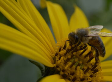 The inhabitants of the hive don’t rest in the fall either: this is how we can help pollinators