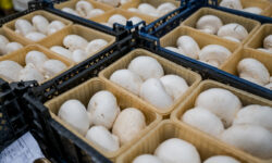 Developments in the mushroom industry are ripe.