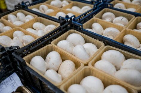 Developments in the mushroom industry are ripe.