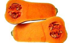More and more farmers see opportunities in pumpkin production