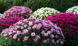 There is enough of domestic chrysanthemums