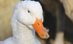 Újra megjelent hazánkban a madárinfluenza