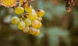 The most decisive action must be taken against the American grape cicada, which spreads the golden yellow infection