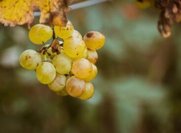 The most decisive action must be taken against the American grape cicada, which spreads the golden yellow infection