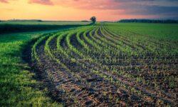 Hungaromet: az enyhe idő segíti az őszi vetés fejlődését