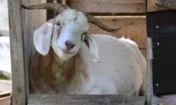 AM: visszanyerte Magyarország a kiskérődzők pestisétől mentes hivatalos státusát