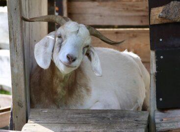 AM: Hungary regains its official status free from plague of small ruminants