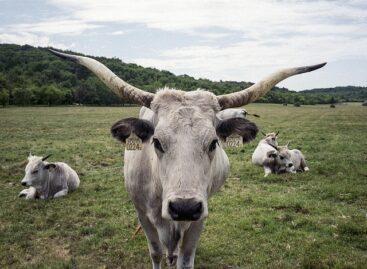 The Ministry of Agriculture supports the preservation of native animals