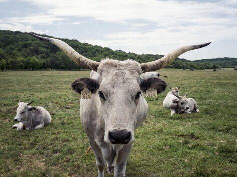 The Ministry of Agriculture supports the preservation of native animals