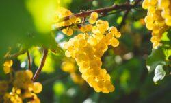 Successful first vintage for Colruyt Group