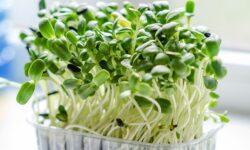 Microgreens or sprouts?