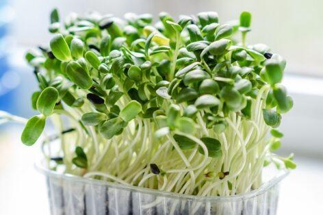 Microgreens or sprouts?