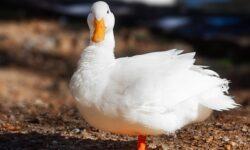 Bird flu has appeared in a roast duck farm in Jász-Nagykun-Szolnok County
