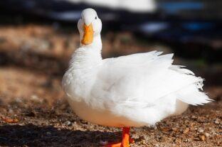 Bird flu has appeared in a roast duck farm in Jász-Nagykun-Szolnok County