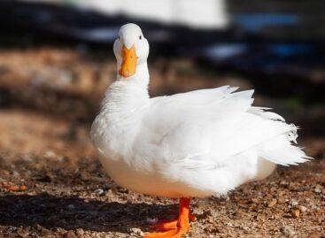 Bird flu has appeared in a roast duck farm in Jász-Nagykun-Szolnok County