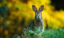 Rabbit Product Council: the first European Rabbit Meat Days event series ended successfully