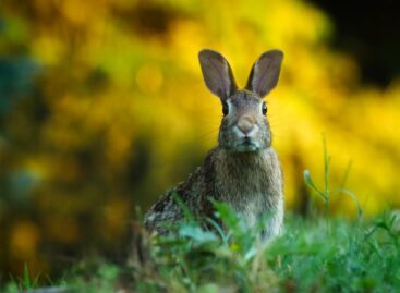 Rabbit Product Council: the first European Rabbit Meat Days event series ended successfully