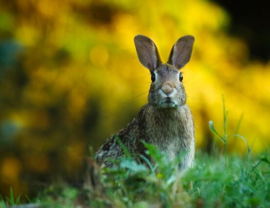 Rabbit Product Council: the first European Rabbit Meat Days event series ended successfully