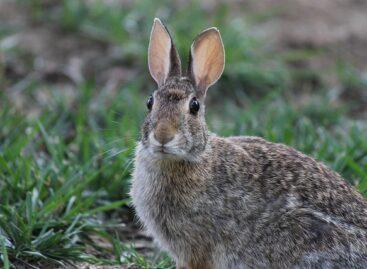 European Rabbit Meat Days to be held on October 4-5 to promote rabbit meat consumption