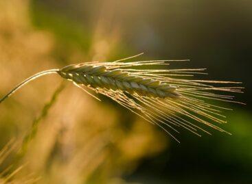 The cereal season is in full swing: there are several things to pay attention to