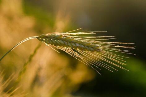 The cereal season is in full swing: there are several things to pay attention to