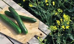 Ehető növényi alapú uborkacsomagolással rukkolt elő a Saveggy