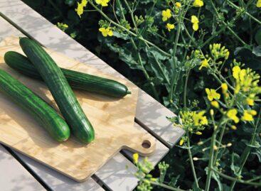 Ehető növényi alapú uborkacsomagolással rukkolt elő a Saveggy