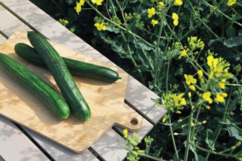 Saveggy develops edible plant-based cucumber packaging