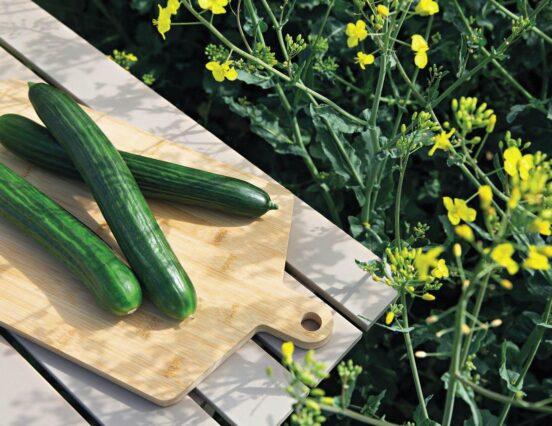 Ehető növényi alapú uborkacsomagolással rukkolt elő a Saveggy