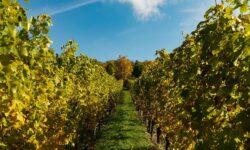 Protection against golden yellow grapevine disease does not stop